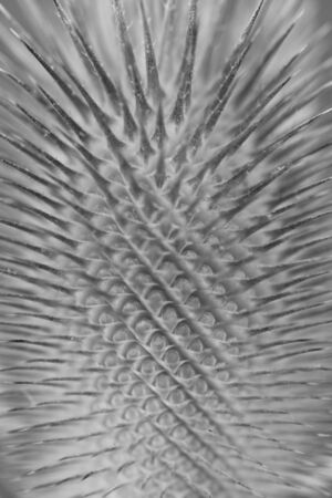 Larrabetzu, Bizkaia/Basque Country; Jul. 16, 2017. Detail of a Thistle flower in black and white.の写真素材
