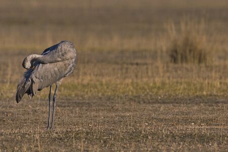 Gallocanta,Zaragoza/Spain; Feb.11, 2019. The migratory passage of the Common Crane (Grus grus) through the Gallocanta Lagoon; one of the rest stops.の写真素材