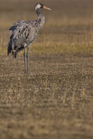Gallocanta,Zaragoza/Spain; Feb.11, 2019. The migratory passage of the Common Crane (Grus grus) through the Gallocanta Lagoon; one of the rest stops.の写真素材