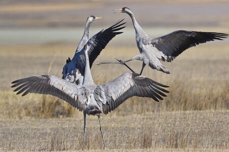 Gallocanta,Zaragoza/Spain; Feb.11, 2019. The migratory passage of the Common Crane (Grus grus) through the Gallocanta Lagoon. In the image acourtship ritual.の写真素材