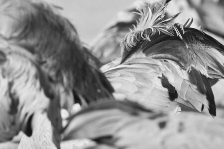Gallocanta,Zaragoza/Spain; Feb.11, 2019. Abstract images of the migratory passage of the Common Crane (Grus grus) through the Gallocanta Lagoon.の写真素材