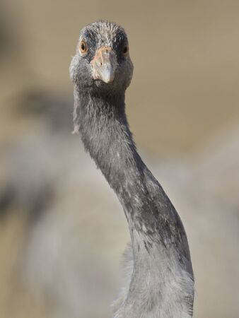 Gallocanta,Zaragoza/Spain; Feb.11, 2019. Portrait of the Common Crane (Grus grus) in the migratory passage through the Gallocanta Lagoon.の写真素材