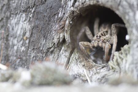 Potes, Cantabria/Spain; Aug. 03, 2015. A spider in its hole.の写真素材