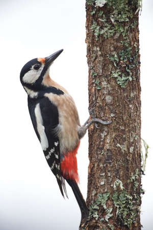 Cramenes, Leon/Spain; Feb. 15, 2020. The great spotted woodpecker (Dendrocopos major) is a medium-sized woodpecker with pied black and white plumage and a red patch on the lower belly.の写真素材