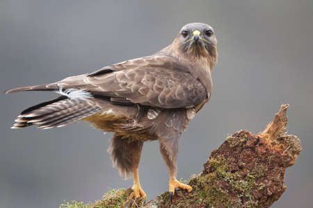 Cramenes, Leon/Spain; Feb. 15, 2020. The common buzzard (Buteo buteo) is a medium-to-large bird of prey which has a large range.の写真素材