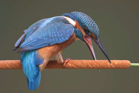 A young Common Kingfisher (Alcedo atthis) by the river on a beautiful branch, looking into the water, waiting for a fish.の写真素材