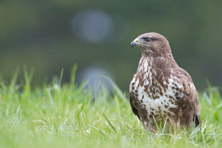 Common Buzard (Buteo buteo) in the field.の写真素材