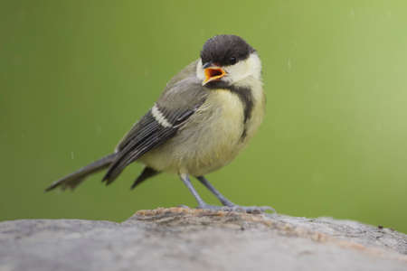 Larrabetzu, Bizkaia/Basque Great Tit (Parus major) on a stormy day.の写真素材