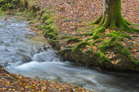 Beech (Fagus sylvatica) forest with a stream in Otzarreta (Natural Park of Gorbea). Forest known for its shallow rootsの写真素材