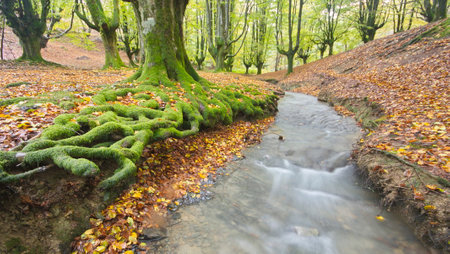 Beech (Fagus sylvatica) forest with a stream in Otzarreta (Natural Park of Gorbea). Forest known for its shallow rootsの写真素材