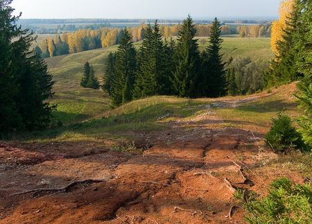 Trees and fields in yellow and green colours.の写真素材