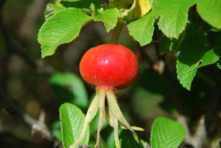Ripe bright berries of dogrose grow on bushes in summer gardenの写真素材