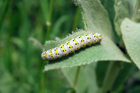 Green caterpillar eating the leaf of a plant. Pest gardenの写真素材