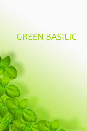 Fresh green basilic on the bokeh backgroundの写真素材