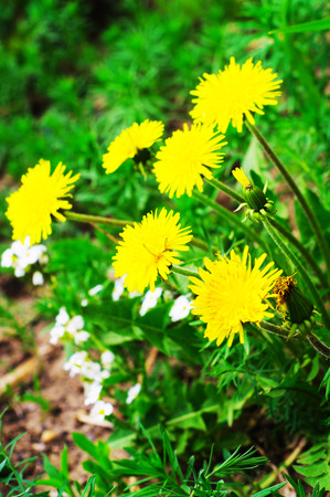 Yellow dandelions with green leaves. Selective focusの写真素材