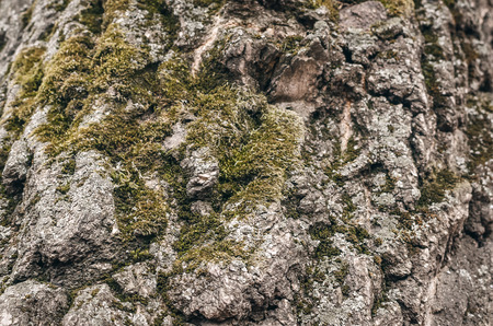 Tree bark texture background close up photo.の写真素材