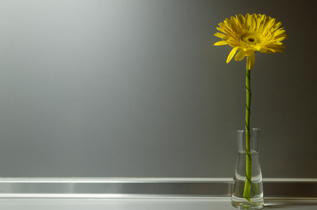 Yellow gerbera daisy flower in glass vase on the table on gray background with copy space.の写真素材
