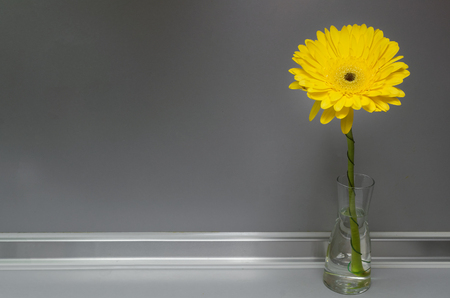 Yellow gerbera daisy flower in glass vase on the table on gray background with copy space.の写真素材