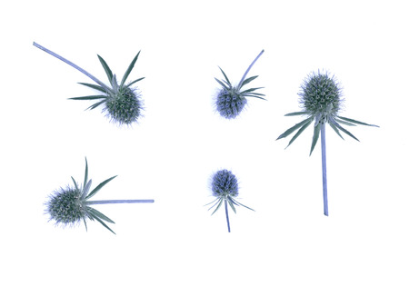 Dry flower head of eryngium planum isolated on the white background.の写真素材