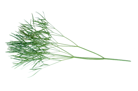 Green stems of plant isolated on white background.の写真素材