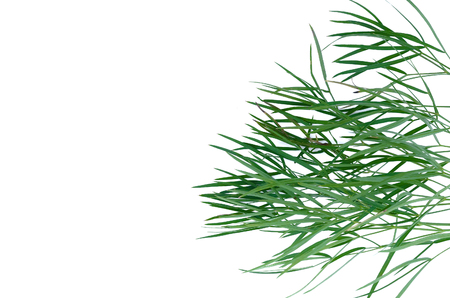 Green stems of plant isolated on white background.の写真素材