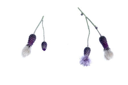 Purple Flower head isolated on the white background.の写真素材