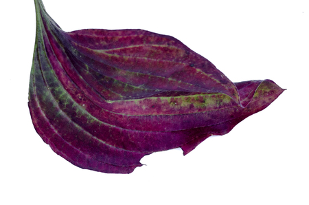 Green leaf of plantain plant isolated on white background.の写真素材