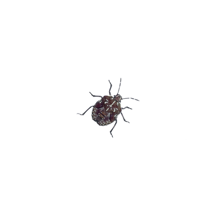 Small bug isolated on white background.
