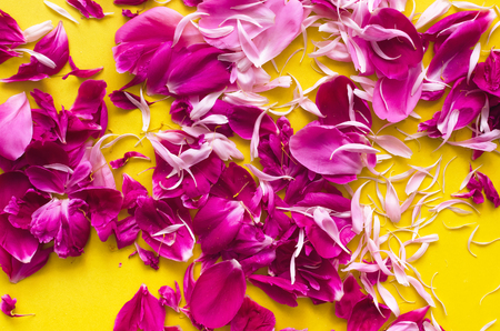 Peony flower petals on yellow background.の写真素材