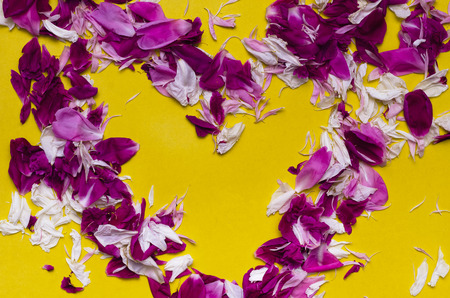 Peony flower petals heart shape form on yellow background.の写真素材