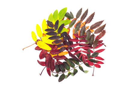 Leaves of rowanberry isolated on the white background.