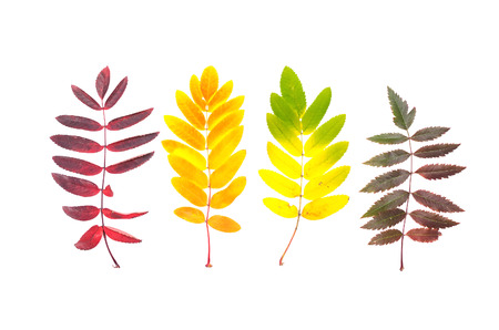 Leaves of rowanberry isolated on the white background.の写真素材