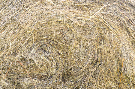 Stack of hay texture background.の写真素材