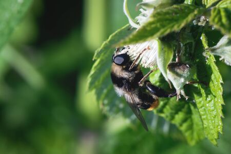 Bumblebee is collecting a pollen from a flower head of raspberry tree.