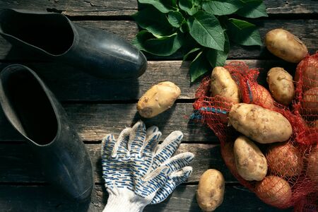 Potatoes crop in a bag and a garden shoes on a wooden garden table background with copy space.の写真素材