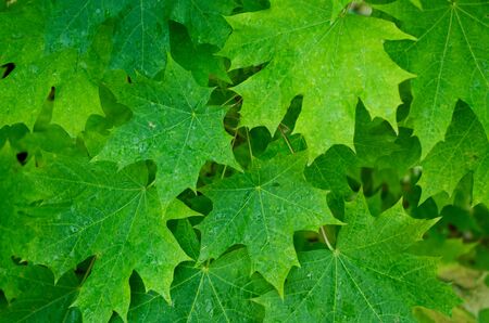 Canadian maple tree green leaves background.