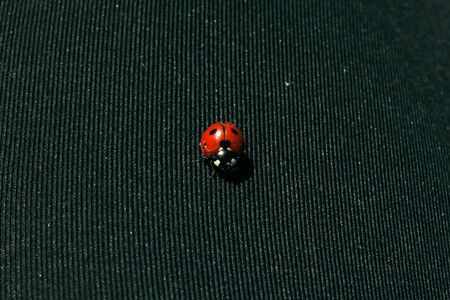 Ladybug on a black fabric macro background.の写真素材