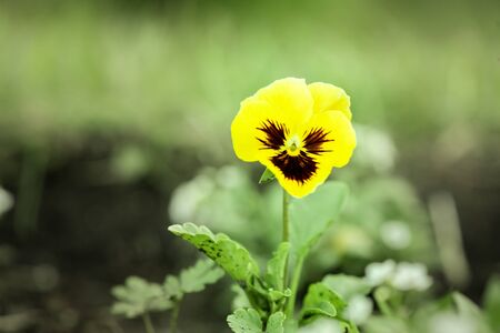 Blooming yellow flower head. Nature abstract background.