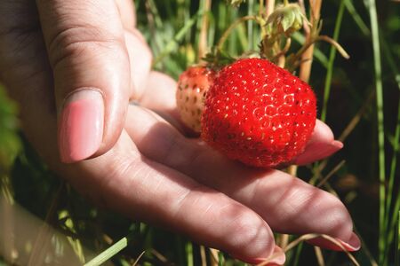 Woman a gardener is picking up a strawberry from a garden bed.の写真素材