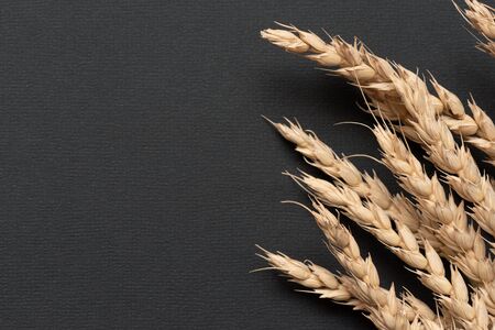 Heap of wheat stems on black background with copy space.