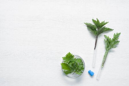 Botany concept. A plants in test tube on the white table flat lay background.の写真素材