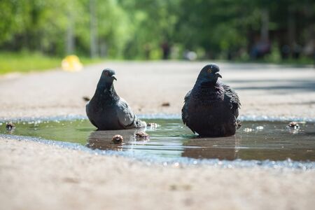 Two doves in the puddle on the road.の写真素材