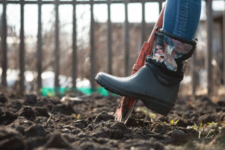 Gardener digs a hole in the garden field with a shovel close up.の写真素材