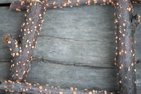 Dried guelder rose branches with orange fungal close up abstract background.の写真素材