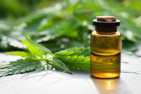 Cannabis cbd essential oil bottle and green leaves on gray flat lay background.の写真素材