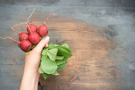 Radish fruits in a gardener hands close up on a garden table background.の写真素材