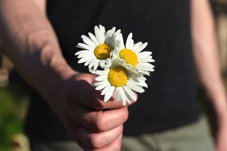 Heap of chamomile flowers in male hands closeup.の写真素材