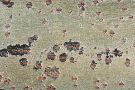 Tree bark texture close up background.