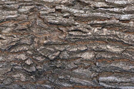 Tree bark texture close up background.