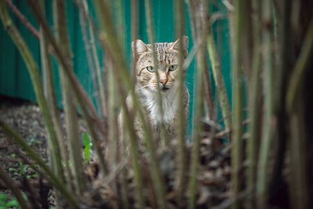 Wild cat is hiding in a tree branches.の写真素材